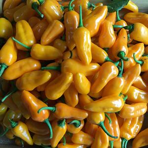 5斤装福建特产福鼎黄辣椒新鲜魔鬼椒变态辣特辣永安小黄椒超香辣