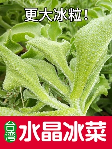 台湾水晶冰菜种子冰菜苗盆栽春夏秋阳台四季非洲冰草种籽新鲜蔬菜
