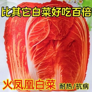 火凤凰大白菜种子红白菜籽抗病高产高钙橘红心白菜农家大田易种植