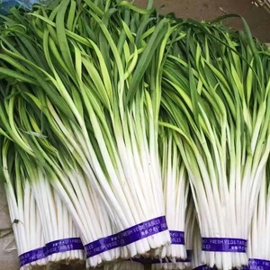 山东寿光优质长白韭菜韭黄农家自种新鲜现割时令应季绿色蔬菜餐厅