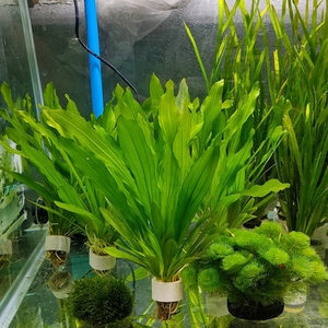 鱼缸真水草活体植物绿九冠大叶鹿角细叶铁皇冠阴性懒人造景雷龙缸