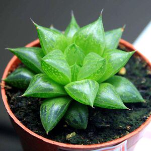 多肉植物绿水晶玉露