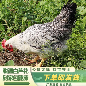 【9只】脱温白芦花鸡稻花鸡活苗半大脱温鸡珍珠五黑鸡珍珠鸡活体