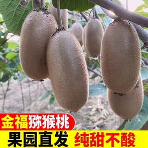 【顺丰包邮】陕西周至金福猕猴桃绿心源头产地直发硬果即食