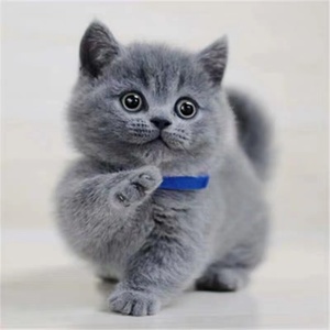 英短蓝猫幼猫蓝白猫幼崽矮脚蓝猫胖子英国短毛猫宠物猫咪活体猫舍