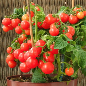 矮生番茄西红柿种子食用观赏圣女千禧果水果黄瓜盆栽家庭种籽四季