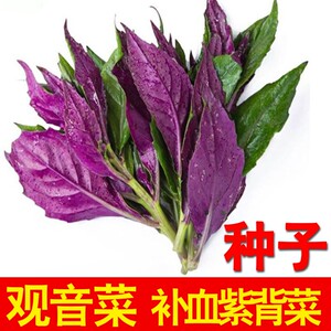 观音菜种植补血紫背菜种籽天然野生高营养特色保健蔬菜孑阳台盆栽