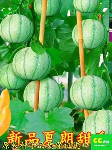 新品甜瓜种子法国夏朗德甜瓜种子大全进口高产水果阳台盆栽四季播