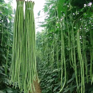 四季蔬菜种子长豆角种子架豆芸豆春夏秋豇豆家庭院种植易种