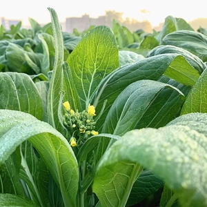 连州菜心新鲜现摘原产地发货清甜爽脆连州特产迟菜心嫩菜苔