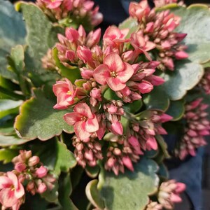 包邮三色单瓣岩丁外星人et长寿花花卉盆栽室内绿植带花苞