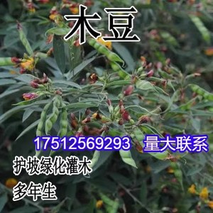 木豆种籽树种子观音豆 鸽豆 柳豆 豆蓉 树豆 树黄豆种子 新采种子