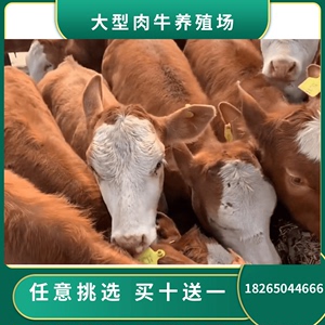 断奶鲁西黄牛活牛出售小牛犊改良肉牛小黄牛活牛活体牛仔养殖成本
