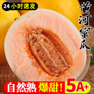 陕西黄河蜜甜瓜新鲜水果应当季整箱包邮沙漠黄金脆香瓜哈密瓜10斤