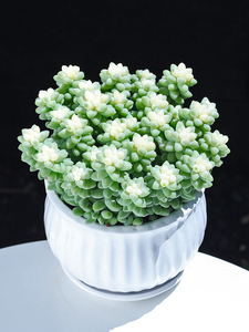 云南多肉植物玉坠锦群生多头办公桌阳台肉肉盆栽精选状态花卉绿植