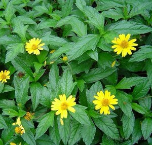 南美蟛蜞菊种子黄花墨菜黄花龙舌草野菊花田黄菊野生蟛蜞菊种子