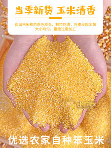 陕西特产玉米糁子农家自产玉米珍玉米渣粥中细粒包谷糁子