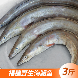 福建新鲜海鳗鱼鲜活冷冻海捕鳗海鳝鱼海产品海鳗鱼深海鱼包邮
