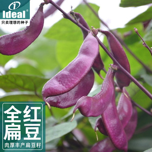 理想农业红扁豆种子四季芸豆角种籽峨眉豆种孑早熟紫扁豆种籽