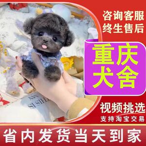 【重庆犬舍】纯种泰迪幼犬红棕色白黑灰色活体宠物犬茶杯体犬狗狗