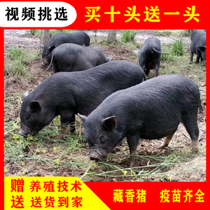 活体纯种藏香猪幼崽活猪迷你香猪土黑猪出售小猪猡幼仔猪苗厂家