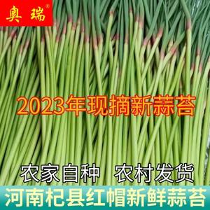 2023年嫩蒜薹新鲜5斤蔬菜大蒜薹祘苔心云南四川山东河南新鲜蒜薹