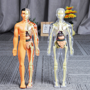 人体器官模型结构骨骼3d骨架内脏可拆卸拼装医学解剖立体儿童玩具