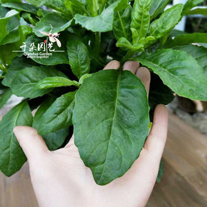 明月草盆栽包邮 大盆降糖草 泰国金鸡毛长期食用窗台绿植白背三七