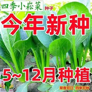 小松菜种子耐热耐寒速生青梗菜青松菜种子杂交小菘菜蔬菜种子四季