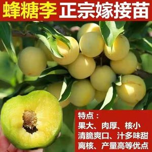 四川脱骨李子苗蜂糖李树苗新品种脱骨李脆红李庭院南北种植带果树