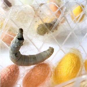 simencunzhen淘宝蚕蛹干松鼠蜜袋鼯飞鼠吃的食物虫干高蛋白增肥养膘