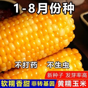 黄糯玉米种子黄金甜粘糯大棒高产粘掉牙非转基因杂交香糯玉米种子