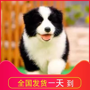 纯种边牧幼犬边境牧羊犬黑白色陨石色红棕色边牧犬高智商宠物狗狗