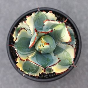 连刺甲蟹锦 连刺甲蟹黄覆轮稀有龙舌兰多肉植物组合盆栽