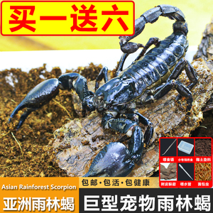 亚洲巨型无毒雨林蝎蝎超大宠物黑蝎子活体温顺繁殖组蜘蛛爬宠