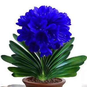 精品新款蓝色君子兰大苗圆头和尚七彩盆栽花卉阳台客厅庭院四季花