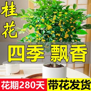 桂花树苗盆栽可食用金桂四季桂开花不断室内外阳台庭院浓香型花卉