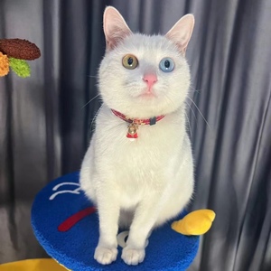 纯白短毛猫咪田园猫土猫幼猫小猫活物活体家猫捕鼠猫黄眼异瞳蓝眼