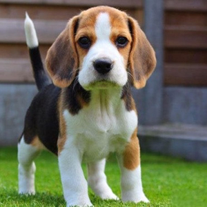 出售纯种比格犬 米格鲁猎兔犬 幼犬活体 巴吉度狗 短毛猎犬宠物狗