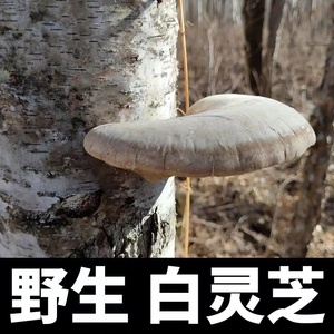 东北野生白灵芝 玉芝 长白山东北灵芝 白边层孔菌250克可切片打粉