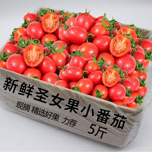 新鲜圣女果生吃小番茄西红柿圣女果孕妇水果农家现摘新鲜5斤包邮