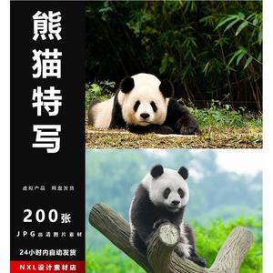 大熊猫图片动物园国宝熊猫四川可爱萌吃竹子爬树幼崽高清JPG素材