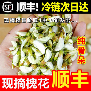 顺丰】2024年槐花新鲜洋槐花杨槐花槐树花现摘河南特产鲜槐花骨朵