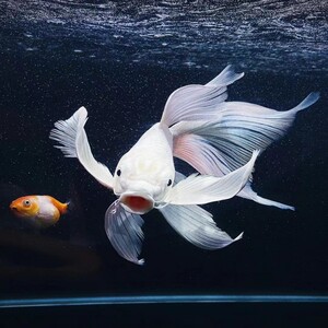 台湾蝴蝶鲤观赏鱼大鱼鳃锦鲤鱼大尾巴纯种蝴蝶鲤贵妃冷水鱼龙蝶鲤