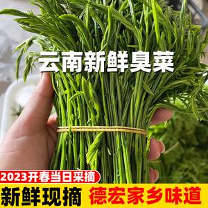 2023现摘云南德宏臭菜新鲜羽叶金合欢傣味帕哈奇怪蔬菜野菜怎么吃