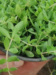 中药材植物垂盆草花苗食用养肝清热解毒吊兰盆栽花卉绿植四季常青