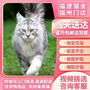 福建猫舍纯种缅因幼猫银虎缅因猫大脚缅因巨型猫烟灰色宠物缅因猫