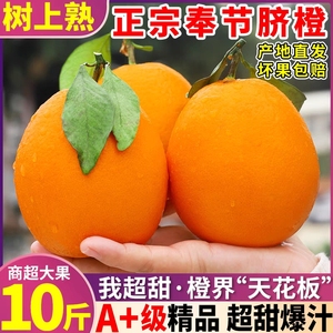 重庆奉节脐橙纽荷尔福本新鲜水果当季橙子现摘包邮10斤20当季大果