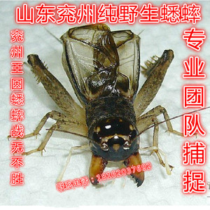 山东宁阳兖州,纯野生蟋蟀,精品野生蛐蛐,团队自抓,视频选虫,包邮