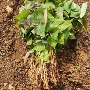 红薯地瓜玛莎莉苗烟薯25西瓜哈密紫蜜黄番红心秧种板栗高淀粉芽子